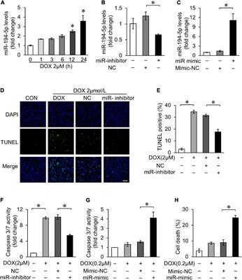 MicroRNA-194-5p Attenuates Doxorubicin-Induced Cardiomyocyte Apoptosis and Endoplasmic Reticulum Stress by Targeting P21-Activated Kinase 2